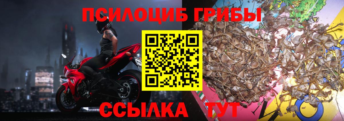 Псилоцибиновые грибы Psilocybine cubensis Кольчугино
